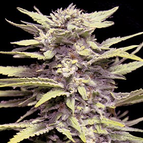 G13 Labs Seeds Blueberry Gum